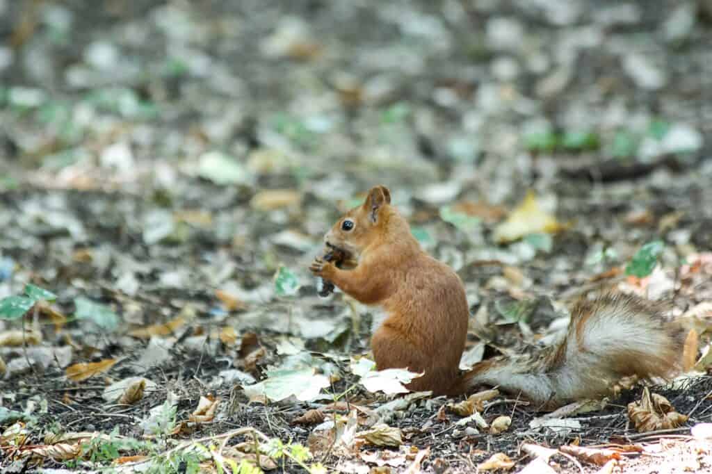 A furry red squirrel surrounded by dried leaves
